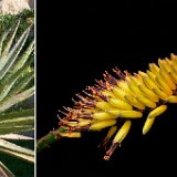 Aloe marlothii, Botswana ©JLcoll.318.JPG